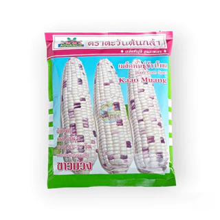 เมล็ดข้าวโพดขาวม่วง Waxy Corn Seed ตราตะวันต้นกล้า ขนาด500กรัม เมล็ดพันธุ์ข้าวโพด เมล็ดข้าวโพด