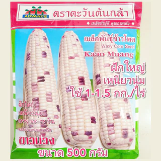 เมล็ดข้าวโพดขาวม่วง Waxy Corn Seed ตราตะวันต้นกล้า ขนาด500กรัม เมล็ดพันธุ์ข้าวโพด เมล็ดข้าวโพด
