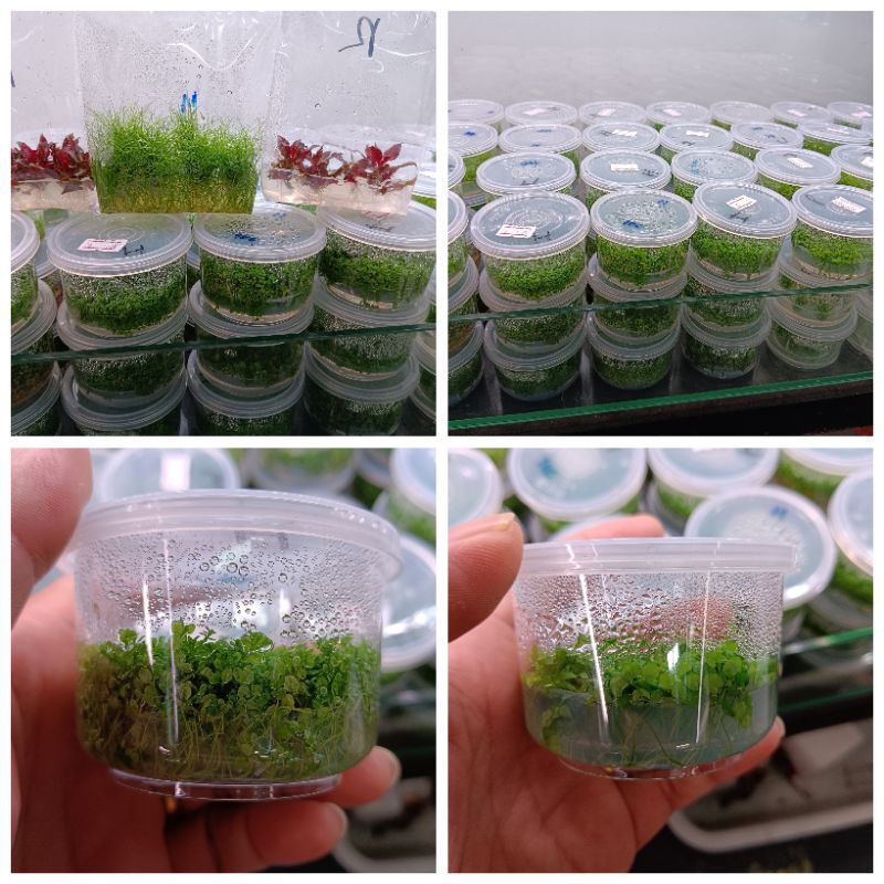 พร้อมส่ง (ไม้น้ำแบบเพาะเนื้อเยื่อ)