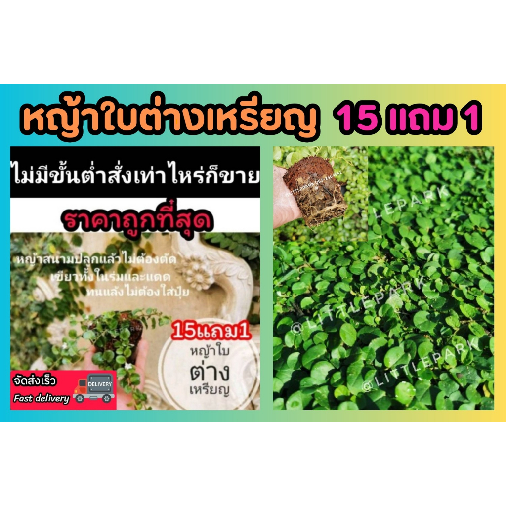 หญ้าใบต่างเหรียญ​ หญ้าสนามพร้อมปลูก รากแข​็งแรง ไม่ต้องตัด​ ต้นหญ้า​ สนาม​  หญ้านวลน้อย​ หญ้ามาเล​ หญ้าปักกิ่ง แต่งสวน