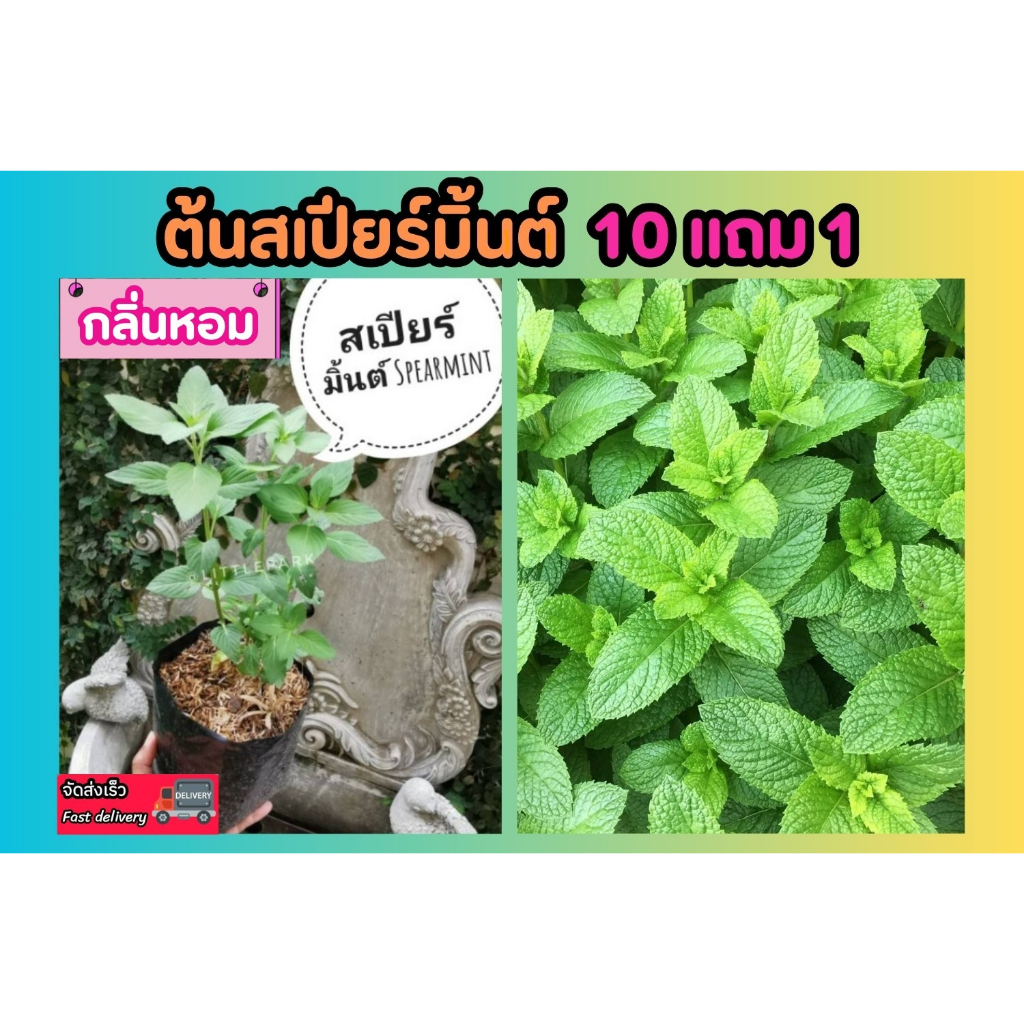 ต้นสเปียร์มิ้นต์​ .กลิ่นหอม ปลูกง่าย ปลอดสาร เครื่องเทศ ไม้ประดับ​ สมุนไพร​ ต้นไม้ ฟอกอากาศ สวน จัดสวน แต่งบ้าน สวนครัว – โปรปัง