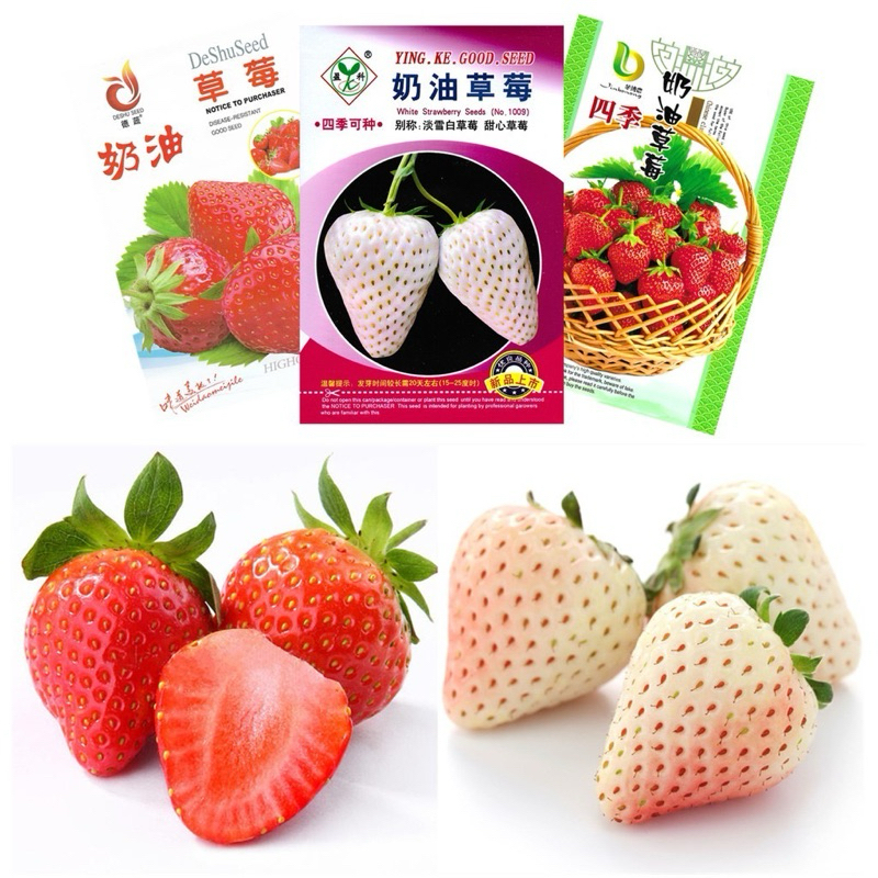 เมล็ด สตรอเบอร์รี่ ขาว สตรอเบอร์รี่ กลิ่น นมสด 200 เมล็ด F1/OP Strawberry Seed ยักษ์ 40 เมล็ด / สตรอว์เบอร์รี่ป่า