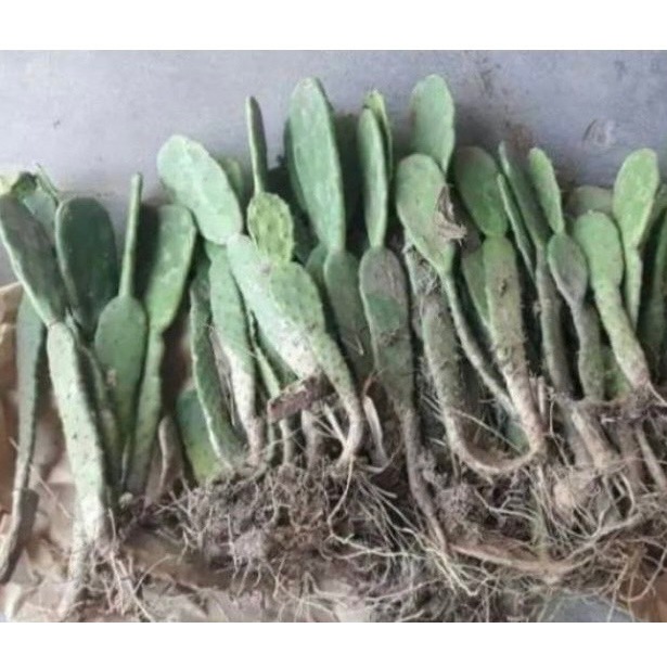 กระบองเพชรเสมา โอพันเทีย มีราก