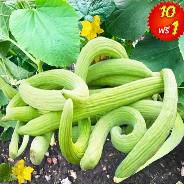 แตงกวายาว อาเมเนียน📌10แถม1!!🎯ถูกที่สุด10บ.🎯เมล็ดพันธุ์แตงกวาดัช 10-60 เมล็ด🌱ปลูกง่าย🌱ผลดก🥒ไม่มีหนาม