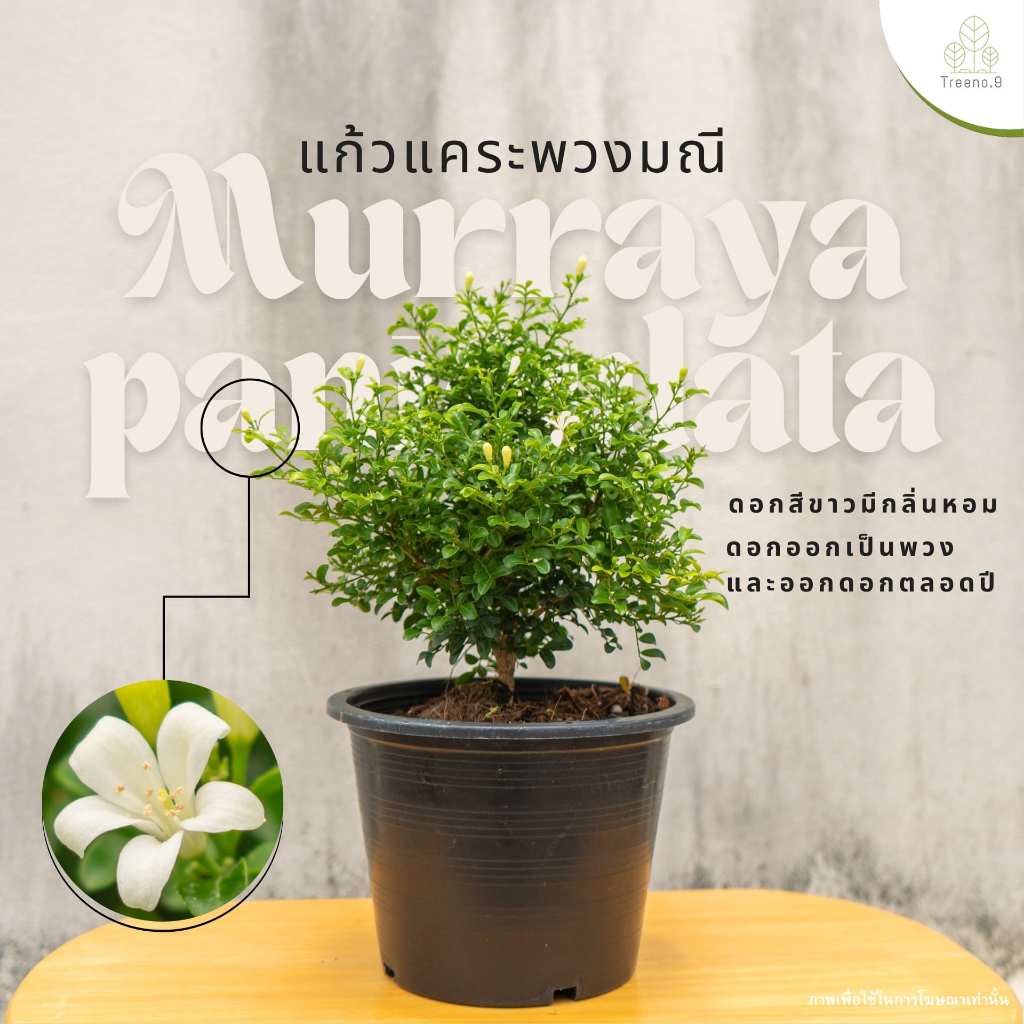 Treeno.9 แก้วแคระ ndamansatinwood กระถางดำ 8 นิ้ว สูง 30-40 ซม. ต้นไม้มงคล ไม้ประดับ ไม้พุ่มเล็ก มีกลิ่นหอม