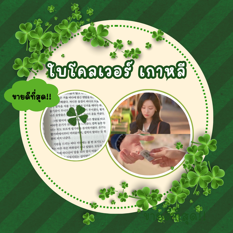 🛵 กทม. ส่งทันที 🍀 ใบโคลเวอร์ 4 แฉก ใบจริง จากเกาหลี