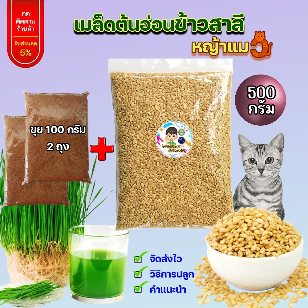 ซื้อ1 ได้แถม 2 ชิ้น เมล็ดข้าวสาลี 500 กรัม เกรดนำเข้า หญ้าแมวอัตราการงอกสูง เมล็ดต้นอ่อนข้าวสาลี