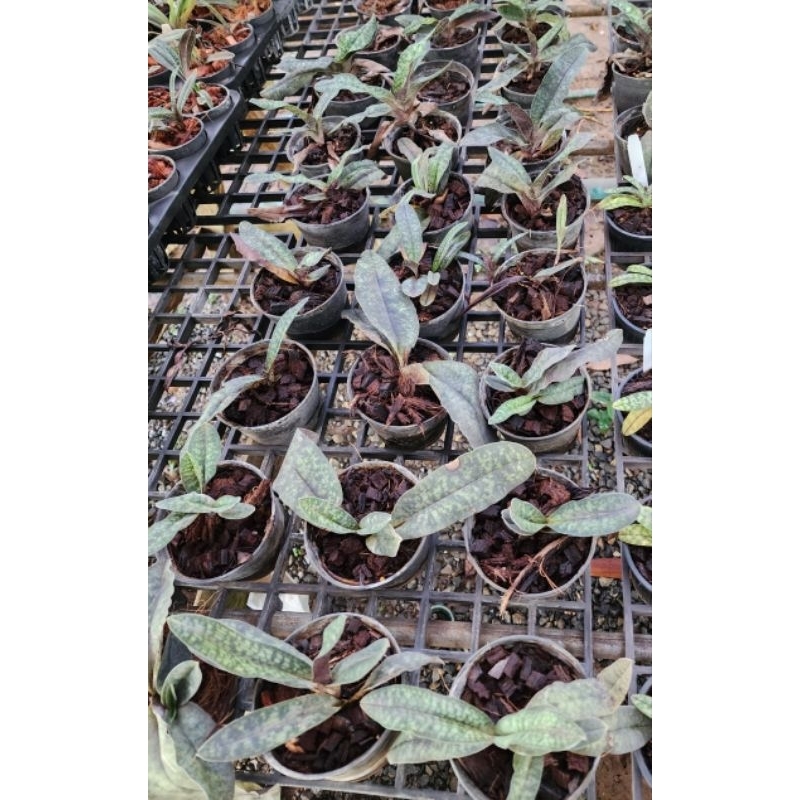 Paphiopedilum malipoense เป็นกล้วยไม้ป่า ราคา ถูกที่สุด ดีลบีเคเค แกลเลอรีภาพที่ 4