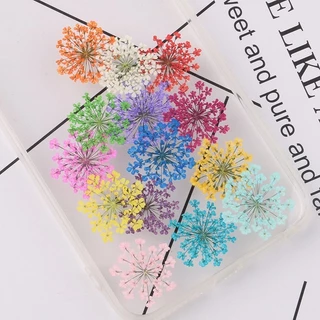 ดอกเอมิมาจัสทับแห้ง ดอกไม้จริงทับแห้ง ขนาด2-2.5 cm สำหรับตกตแต่งเครื่องประดับ เคส น้ำยาเรซิ่น ต่างๆ DIY
