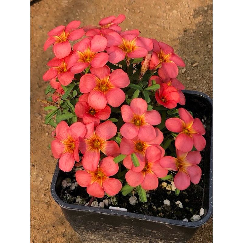 oxalis Hybrid ออกซาลิสลูกผสมสีใหม่ ขายเป็นหัว ไม่มีดิน