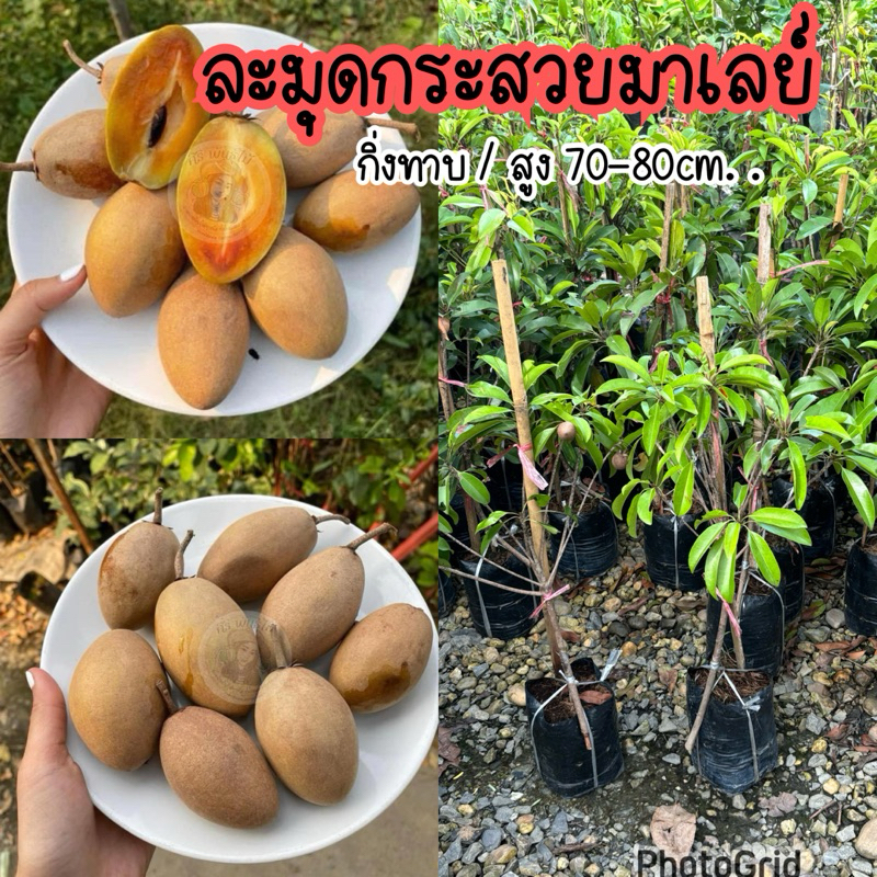 ต้นละมุดกระสวยมาเลย์ กิ่งทาบ สูง 70-80ซม.