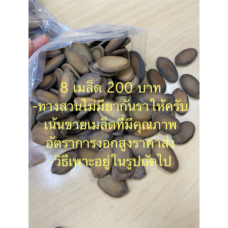 ขาย เมล็ดยีราฟ Tower กลด ฉัตรพระอินทร์  1 ชุด บรรจุ 2,8,10 เมล็ด ราคา 80,200,320 บาท