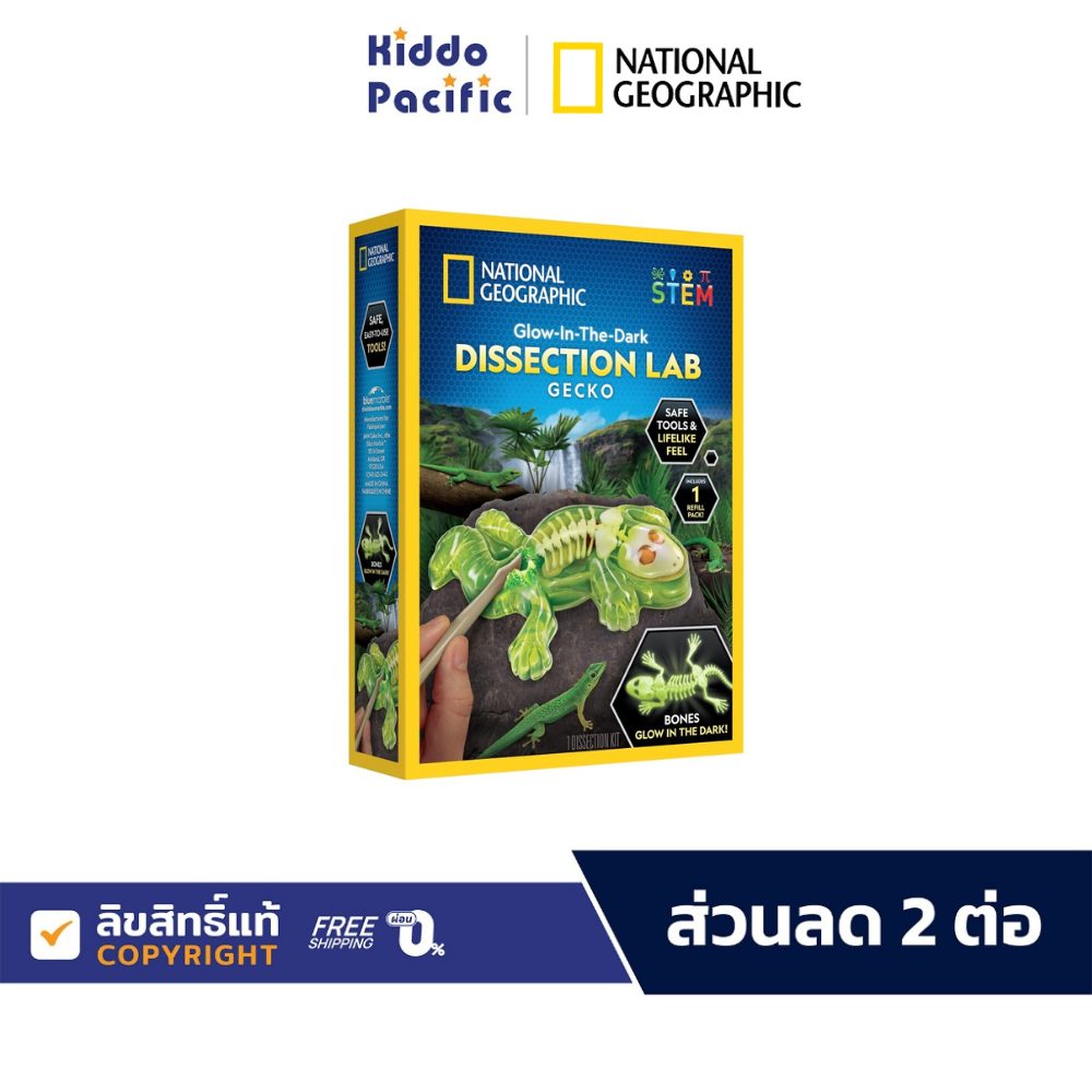 National Geographic Gecko Dissection Lab ของเล่น ผ่าจิ้งจกจำลอง เรืองแสง มากับเครื่องมือ ใช้ง่าย