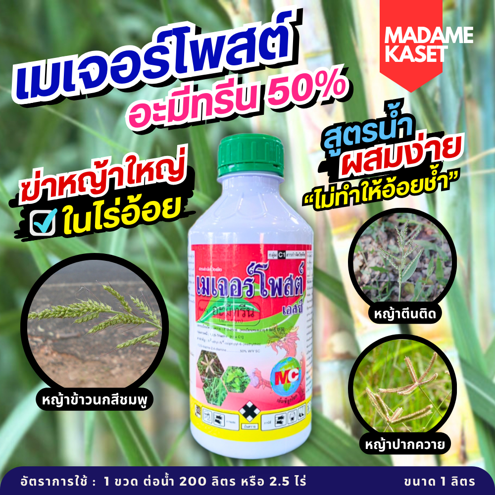 เมเจอร์โพสต์ (อะมีทรีน 50%) สูตรน้ำ กำจัดหญ้าในไร่อ้อย แก้ปัญหาหญ้าปากควาย หญ้าตีนติด หญ้าตีนนก หญ้านกสีชมพู ( 1 ลิตร )