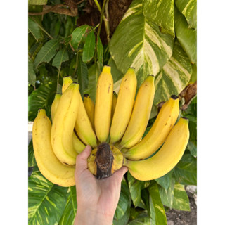 กล้วยหอมทอง  ,เนื้อเนียน,นุ่ม ,อร่อย  ( กล้วยเค้ก ) ทำขนม ( …