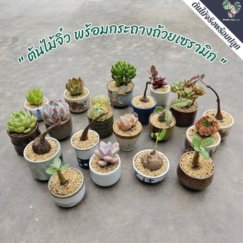 ต้นไม้จิ๋วหลายชนิด พร้อมกระถางถ้วยน้ำชาเซรามิกญี่ปุ่น (เจาะรูระบายน้ำให้แล้ว) iplant_for_you