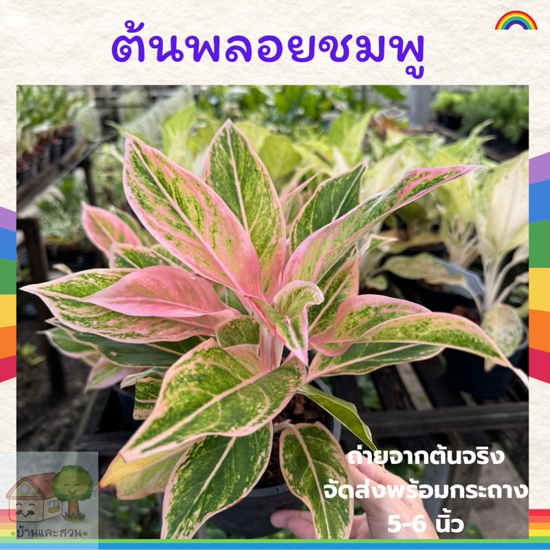 ต้นพลอยชมพู ออโรร่าชมพู แพคจัดส่งพร้อมไซส์กระถางดำขนาด 5-6 นิ้ว