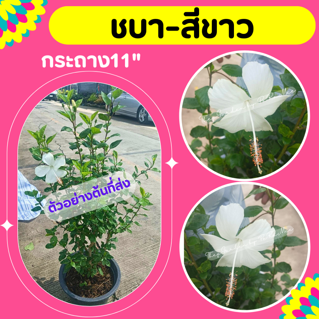 ต้นชบา ดอกสีขาว ปลูกง่าย ดอกทั้งปี