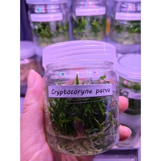 cryptocoryne parva พร้อมปลูก #ไม้น้ำ #ไม้หน้าตู้ #ไม้พื้น โตช้ามาก