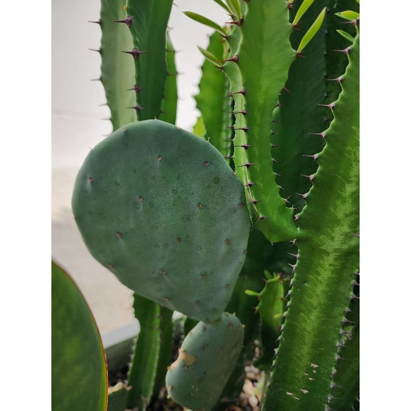 Opuntia robusta กระบองเพชร