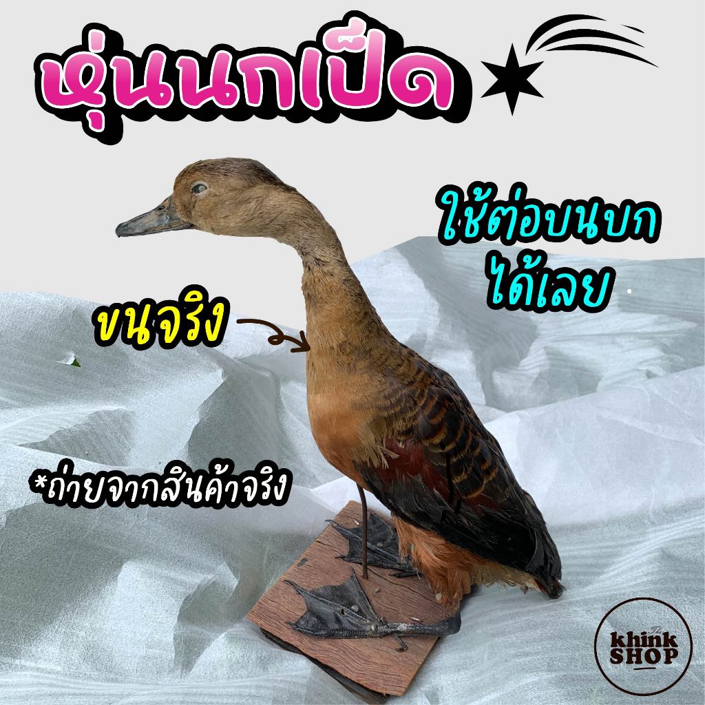 หุ่นนกเป็ด ของแท้ ขนจริง สวยๆ ใช้ล่อ ใช้ต่อ ต่อบนบกได้เลย มีตัวได้แน่นอน