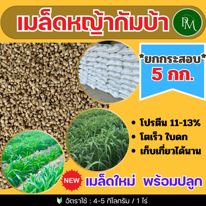 ✅ กัมบ้า เมล็ดหญ้ากัมบ้า 5 กก. พร้อมปลูก