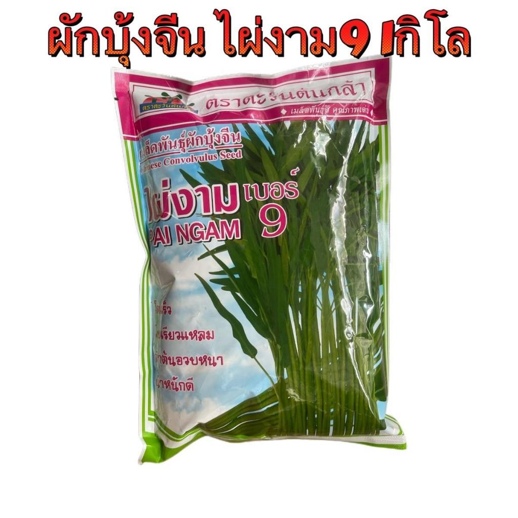 เมล็ดพันธุ์ ผักบุ้งจีน ไผ่งามเบอร์9 ขนาด1กิโล