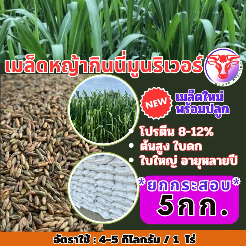 กินนี หญ้า กินนีมูนลิเวอร์ 5 กิโลกรัม(คัดเมล็ดเกรดA) (พร้อมปลูก)