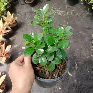 ต้นช้อนเงินช้อนทอง กระถาง 6นิ้ว