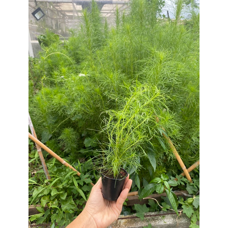 ต้นกล้าผักชีลาว 10 กระถาง = 100 บาท (กระถาง 2 นิ้ว) ปลูกง่าย ชอบเเดด Dill Baby Plant 2 inch pot (set 10 pot= 100 Bath)