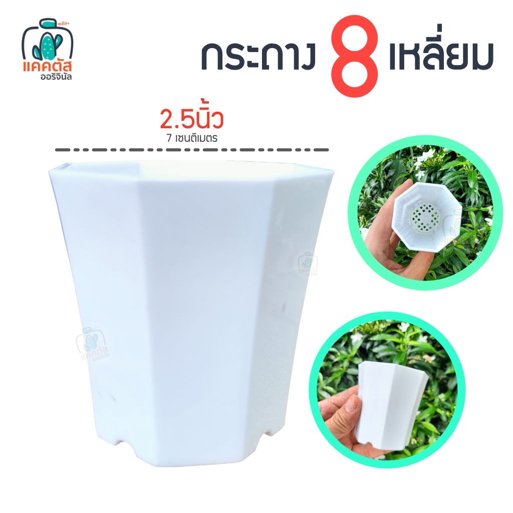 กระถาง 8 เหลี่ยมทรงสูง 2.5 นิ้ว กระถางแคคตัสพลาสติก  แปดเหลี่ยม ทรงสูง หนา ทดทาน ปลูก กระบองเพชร  ต้นไม้ ขนาดเล็ก สีขาว