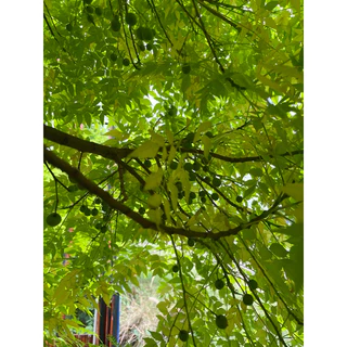 #เมล็ดเกษมณีสีทอง #เมล็ดเมเปิลสีทอง เมล็ดสีเขียวแก่จัด 120 เมล็ด พร้อมคำแนะนำการปลูก