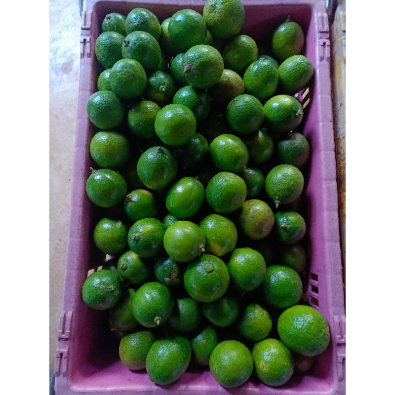 💁‍♀️มีมะนาวสด🍋ลูกมะนาวไร้เมล็ด พันธุ์ตาฮิติเปลือกบางน้ำเยอะ(ขายเป็นกิโล)