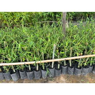 ไผ่บงหวานเพชรน้ำผึ้ง ชำเหง้า หน่อทานสดได้ ออกหน่อทั้งปี