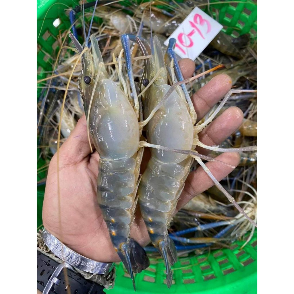 กุ้งแม่น้ำตัวผู้ กุ้งสดๆ แล้วนำไปแช่แข็ง ตัวใหญ่ๆเนื้อแน่นๆ ไซส์10-15ตัวต่อ1กิโลกรัม  แบ่งขายแพ็คละ1