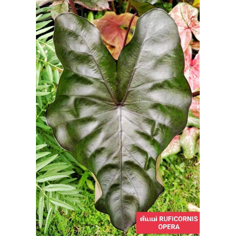 โคโลคาเซียลูฟิโคนิส(Colocasia Ruficonis Opera)ไม้ฟอกอากาศ ไม้มงคล บอนสี ไม้ประดับ ไม้แต่งสวน ราคาถูกสุดๆ ไม้ด่างไม้หายาก