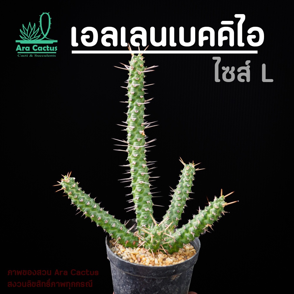 สวนขายเอง! ยูโฟเบียเอลเลนไซส์ใหญ่ Euphorbia ellenbeckii spiralis กอ ไซส์กระถาง 4 นิ้ว แคคตัส กระบองเพชร ต้นไม้ประดับ อวบ