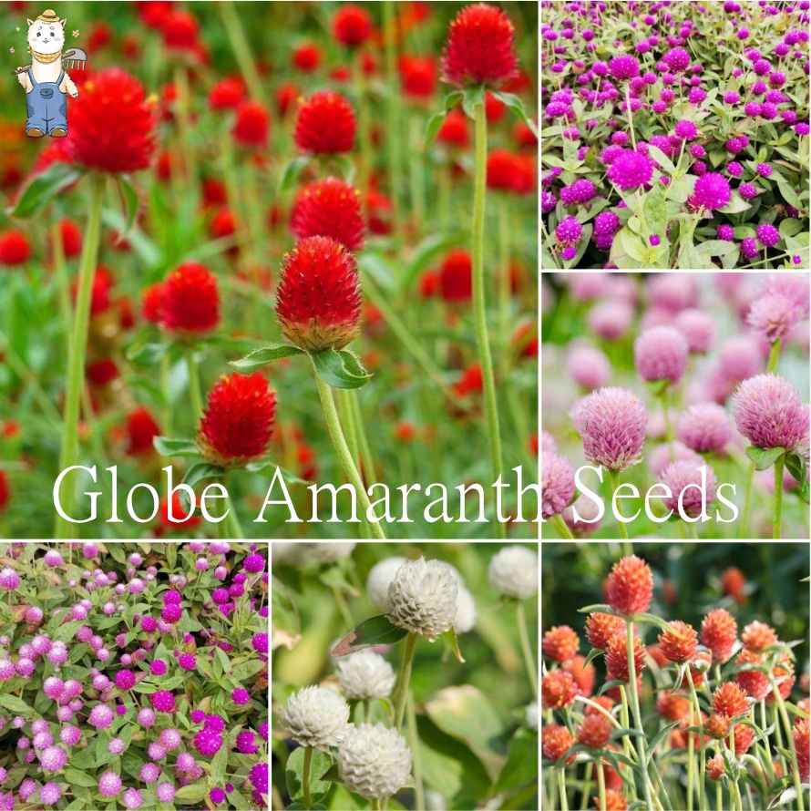 บานไม่รู้โรย คละสี 50เมล็ด ขาว,ม่วง,แดงสตอเบอร์รี่,พิ้งเลดี้,บานเย็น Globe Amaranth Seeds for planting