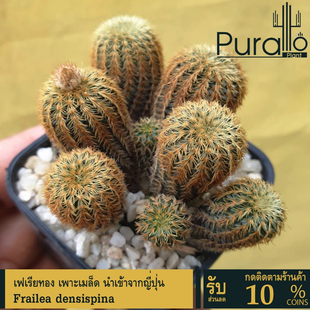 ต้นกระบองเพชร แคสตัส เฟเรียทอง Frailea densispina  เพาะเมล็ด นำเข้าจากญี่ปุ่น #cactus #Frailea