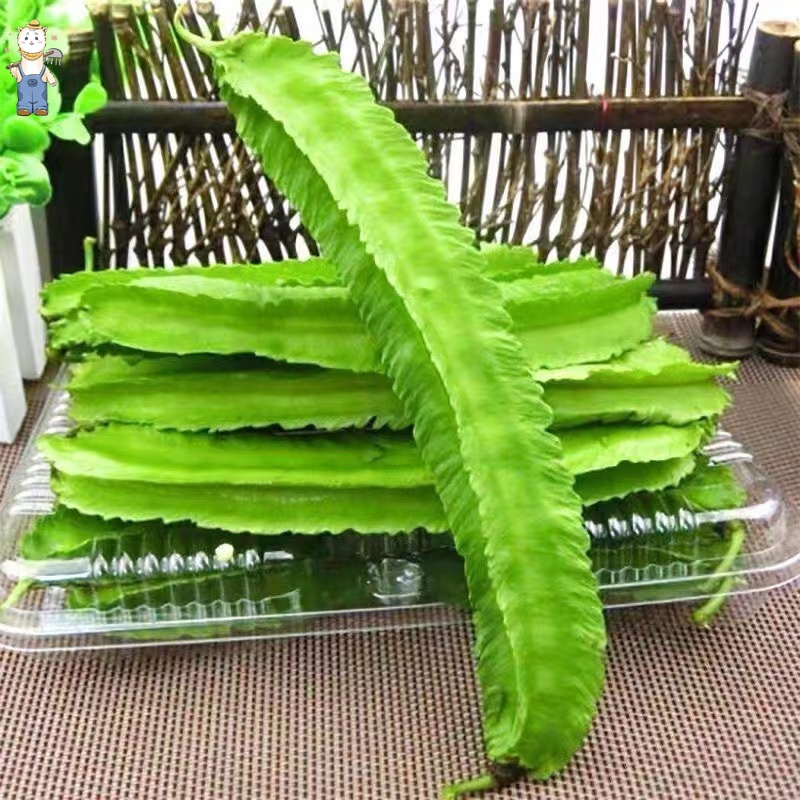 ถั่วพูยักษ์เขียว เมล็ดพันธุ์ถั่วพู เมล็ดพันธุ์ ถั่วพูยักษ์ 5 เมล็ด/แพ็ค Winged Bean Seed เมล็ดพันธุ์แท้100%