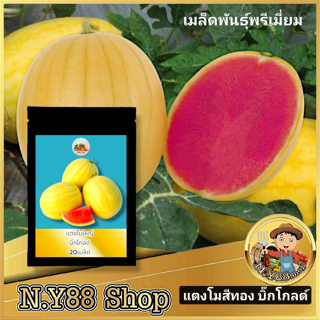 พรีเมียม เมล็ดพันธุ์แตงโมสีทอง บิ๊กโกลด์ 20 เมล็ด เมล็ดพันธุ์แตงโมคัดพิเศษ เมล็ดพันธุ์แตงโมลาย เมล็ดพันธุ์แท้