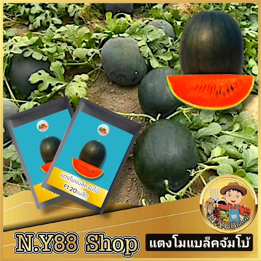 ส่งฟรี เมล็ดพันธุ์แบล็ค จัมโบ้ 20 เมล็ด เมล็ดพันธุ์แตงโมคัดพิเศษ เมล็ดพันธุ์แตงโมลาย เมล็ดพันธุ์แท้ หวานกรอบ เนื้อแน่น