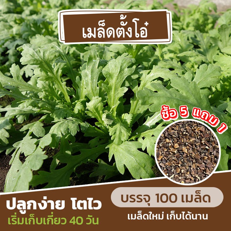 เมล็ดตั้งโอ๋ แบ่งขาย 100 เมล็ด *ไม่ใช่คื่นฉ่าย (ซื้อ 5 แถม 1) คละชนิดได้