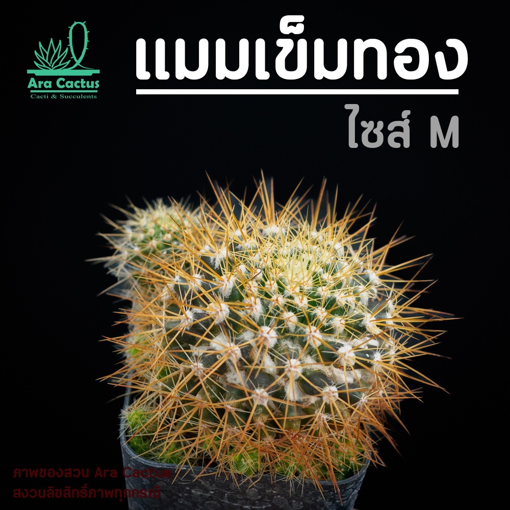 สวนขายเอง! แมมเข็มทองกอ Mammillaria nivosa ไซส์กระถาง 2 นิ้ว แคคตัส แคนตัส กระบองเพชร ตะบองเพชร ต้นไม้ประดับ อวบน้ำ