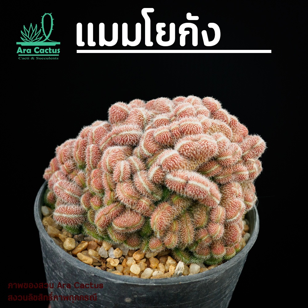 สวนขายเอง! แมมโยกัง Mammillaria compressa Yokan ไซส์กระถาง 2-3 นิ้ว แคคตัสสวยๆ กระบองเพชรสวยๆ