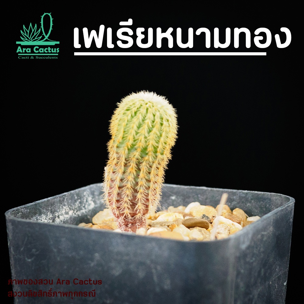 สวนขายเอง! เฟเรียหนามทอง Frailea magnifica ไซส์กระถาง 2 นิ้ว แคคตัส แคนตัส กระบองเพชร ตะบองเพชร ต้นไม้ประดับ อวบน้ำ