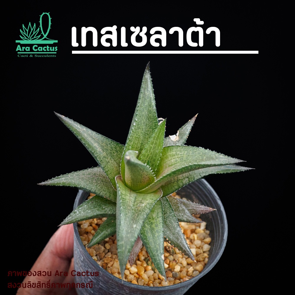 สวนขายเอง! ฮาโวเทีย H. tessellata ไซส์กระถาง 3 นิ้ว ต้นไม้ประดับ ไม้อวบน้ำ แคคตัส กระบองเพชร ไม้ฟอกอากาศ