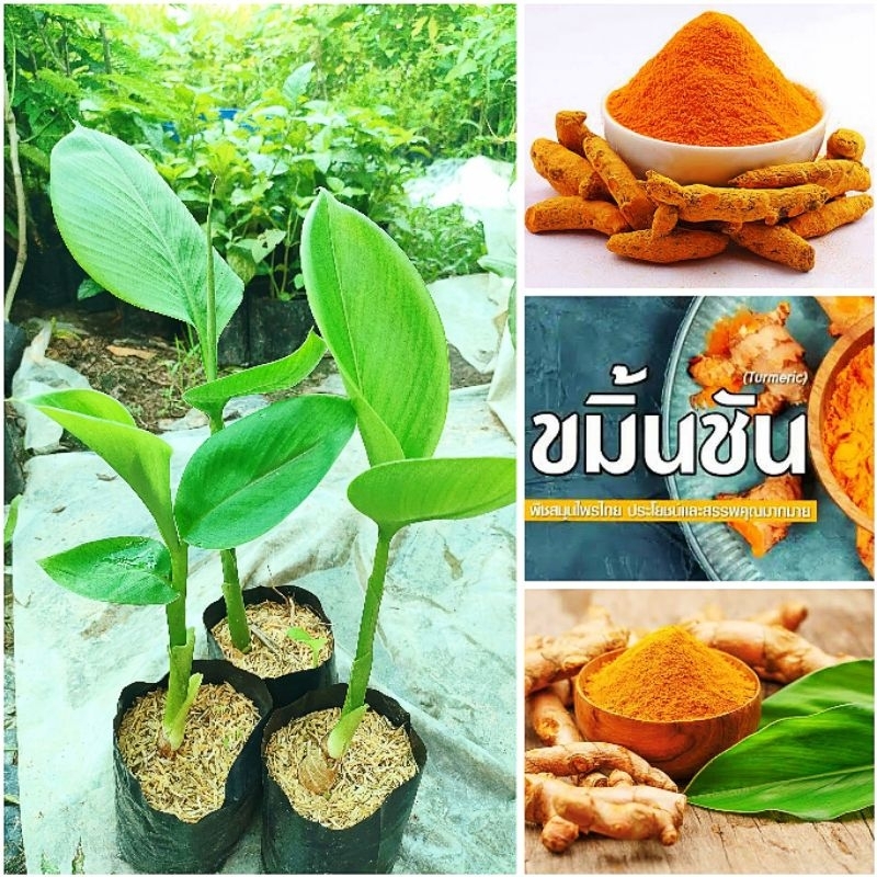 ต้นขมิ้นชัน ชำถุงพร้อมปลูก สมุนไพรพื้นบ้าน ต้นเเข็งเเรง สินค้าเสียหายยินดีเคลมฟรี