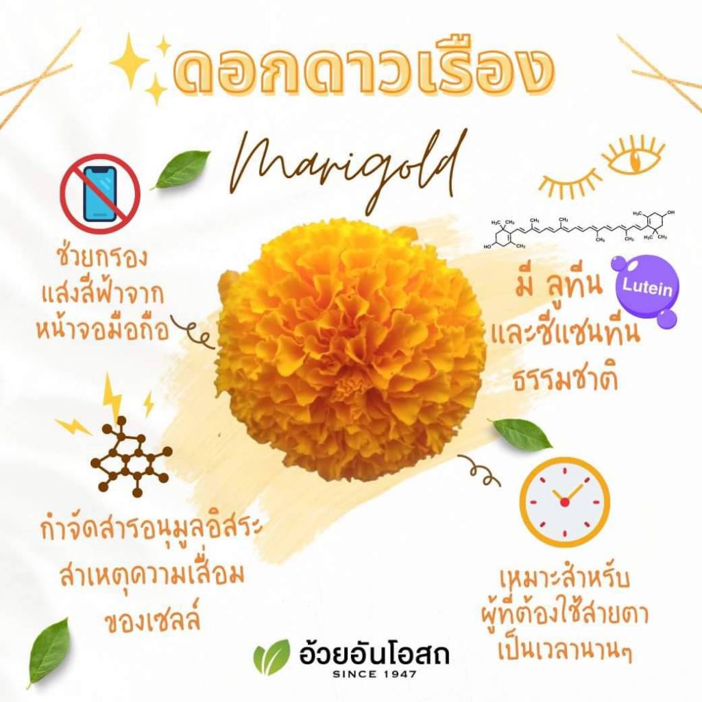 Ocoberry Billberry โอโคเบอร์รี่ สารสกัดจากบิลเบอร์รี่ ดอกดาวเรือง บำรุงสายตา ลูทีน อ้วยอัน 60 แคปซูล - รูปที่ 2