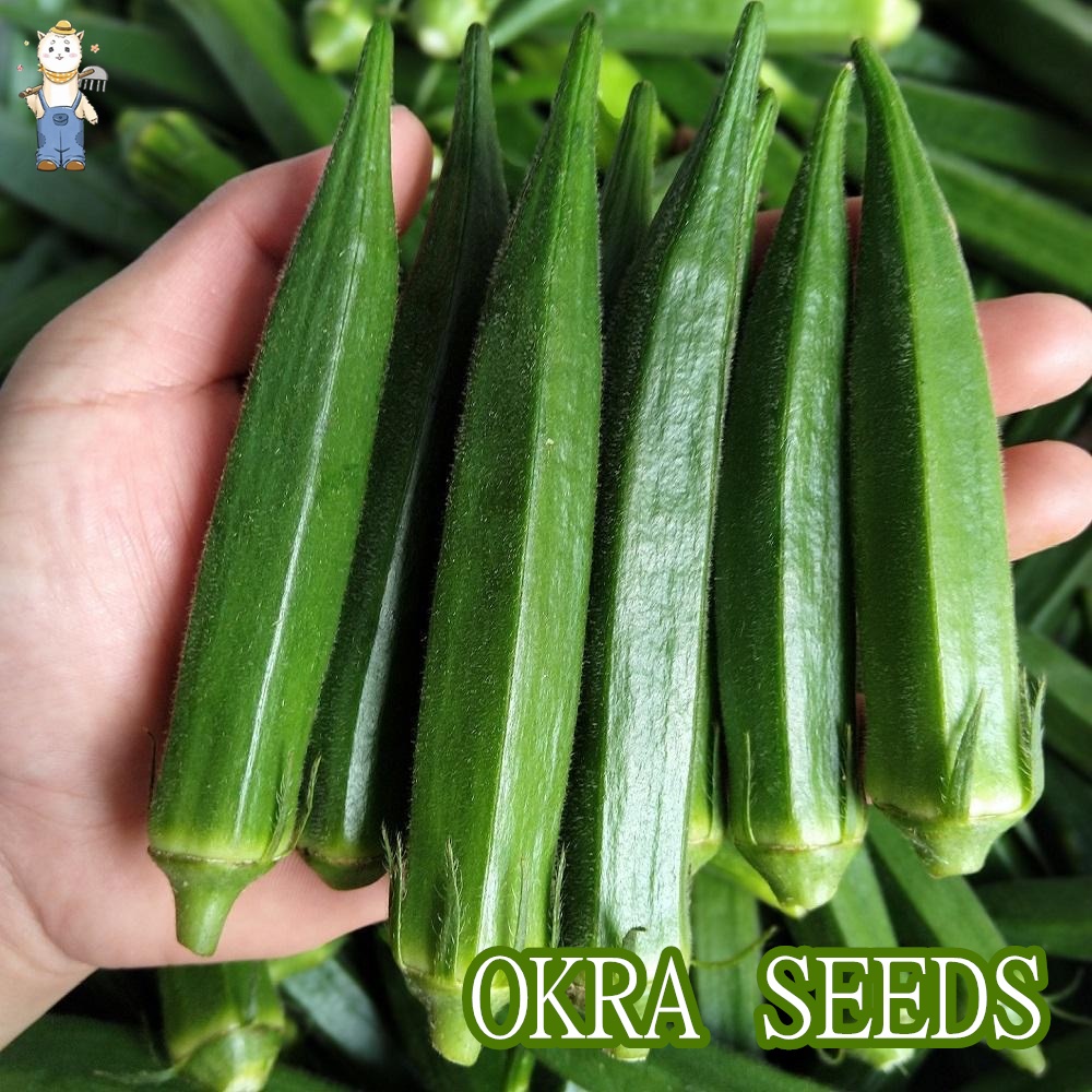 กระเจี๊ยบเขียว 20 เมล็ด ควีนสตาร์  เมล็ดพันธุ์ผัก เมล็ดพันธุ์ เมล็ดพันธุ์อินทรีย์ ปลูกกลางแจ้ง(Okra seeds)